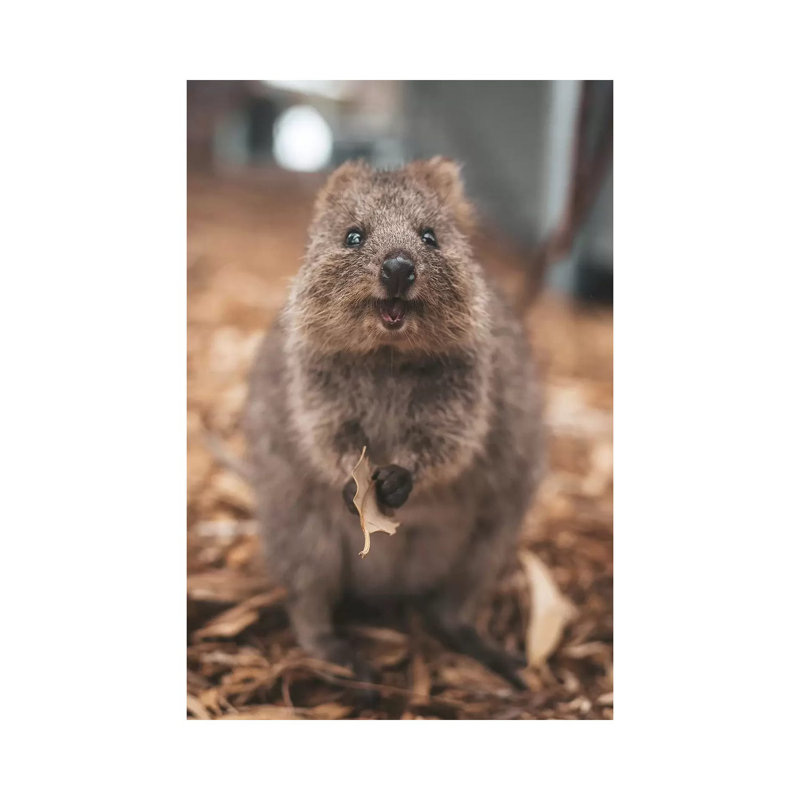 «Quokka with Leaf» par James Vodicka - photographie sur toile tendue, H 40 po x l 26 po x P 1,5 po