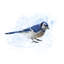 Geai bleu rétro - impression sur toile-59707083-59779975