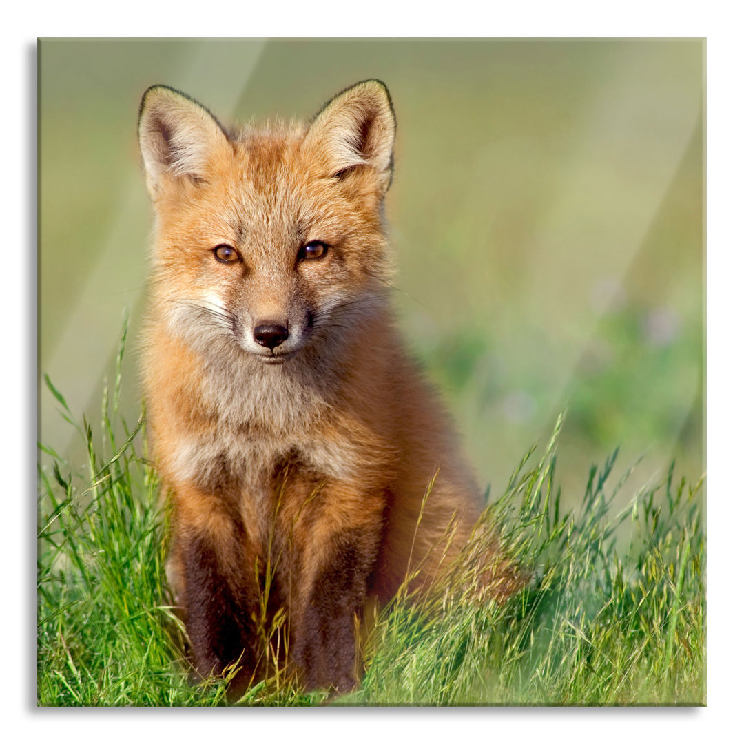 Glasbild Kleiner Fuchs