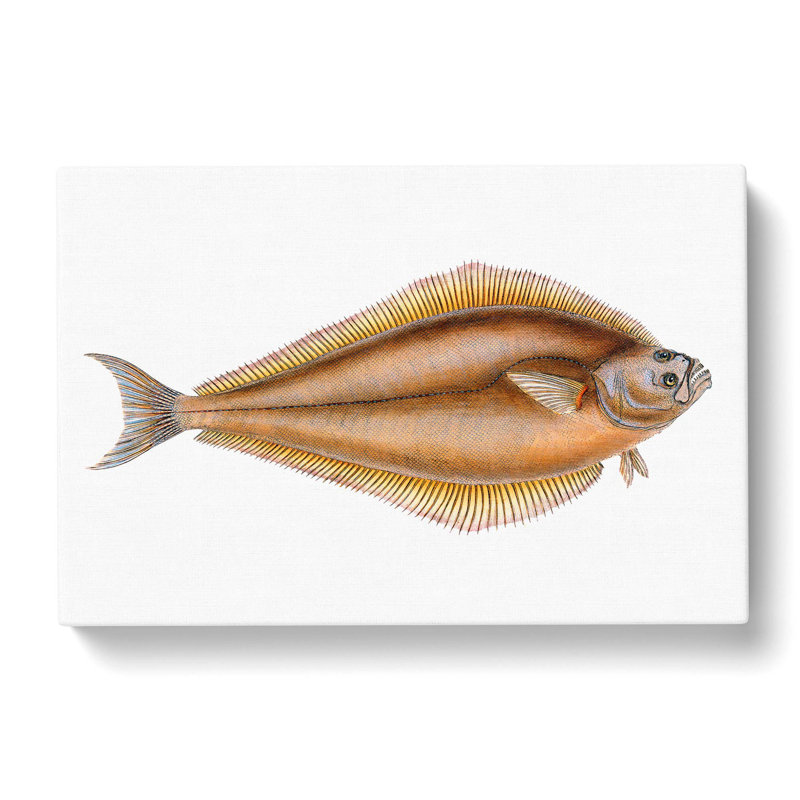 Atlantic Halibut Fish by Edward Donovan - Wrapped Canvas Painting, 50cm H x 76cm W x 3cm D