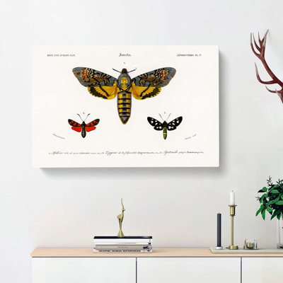 Moth Illustrations PL. 17 by Charles D Orbigny - Wrapped Canvas