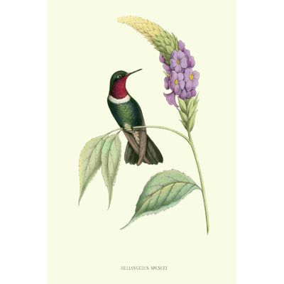 Colibri et Bloom II