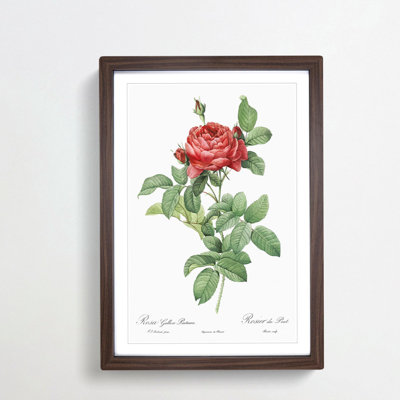 Red Gallic Roses by Pierre-Joseph Redoute - Picture Frame Painting Print