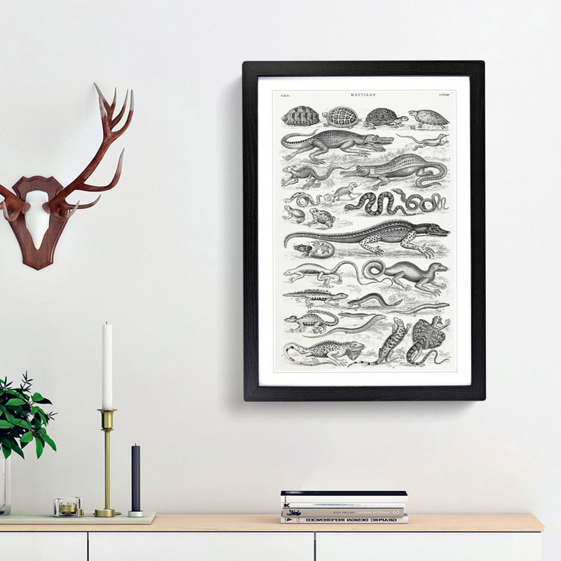Study of Reptiles by Oliver Goldsmith - Picture Frame Drawing Print, Black Framed, 48cm H x 36cm W x 2cm D