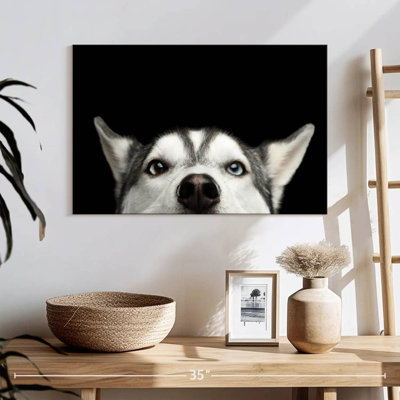 Peeking Siberian Husky