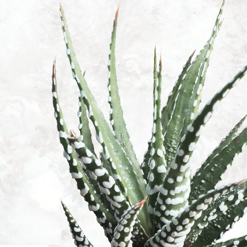 Cactus On Marble - Wrapped Canvas Print, 30cm H x 30cm W x 3.8cm D