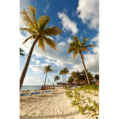 Palm Trees in Mexico by Maodesign
