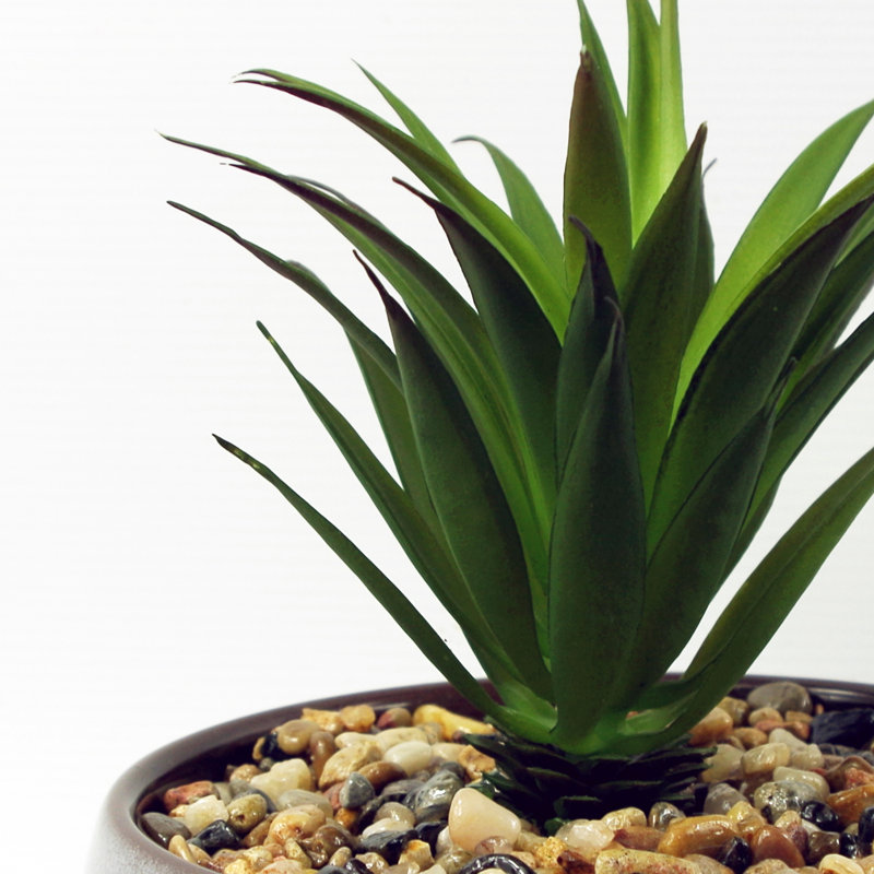 Annistin 18cm Plant