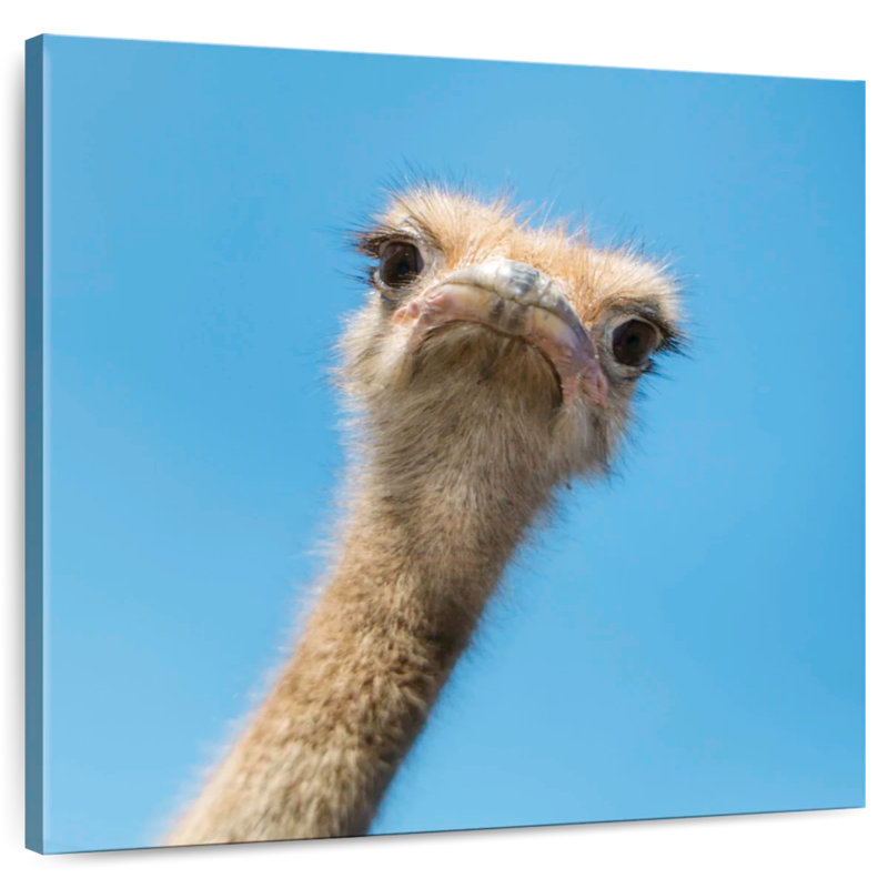 Crowle Curious Ostrich, 10" H x 10" W