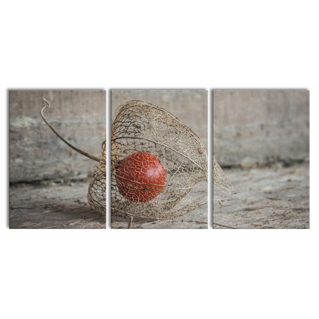 3-tlg. Leinwandbilder-Set Physalis