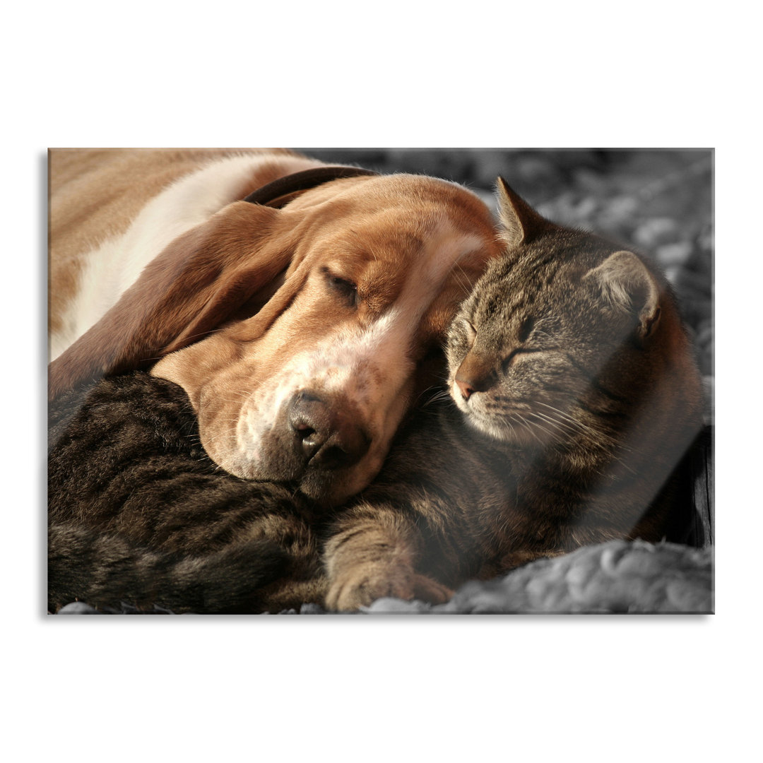 Glasbild Katze und Hund Kuschelnd