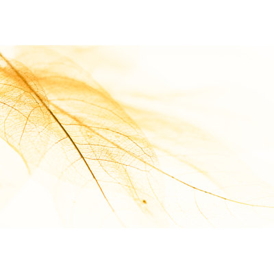 Leaf Vein - Wrapped Canvas Art Prints