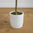 Yost 72'' Faux Olive Tree Tree in Ceramic Planter