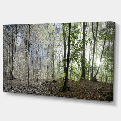 «Green Morning in Forest Panorama», reproduction de photo sur toile tendue