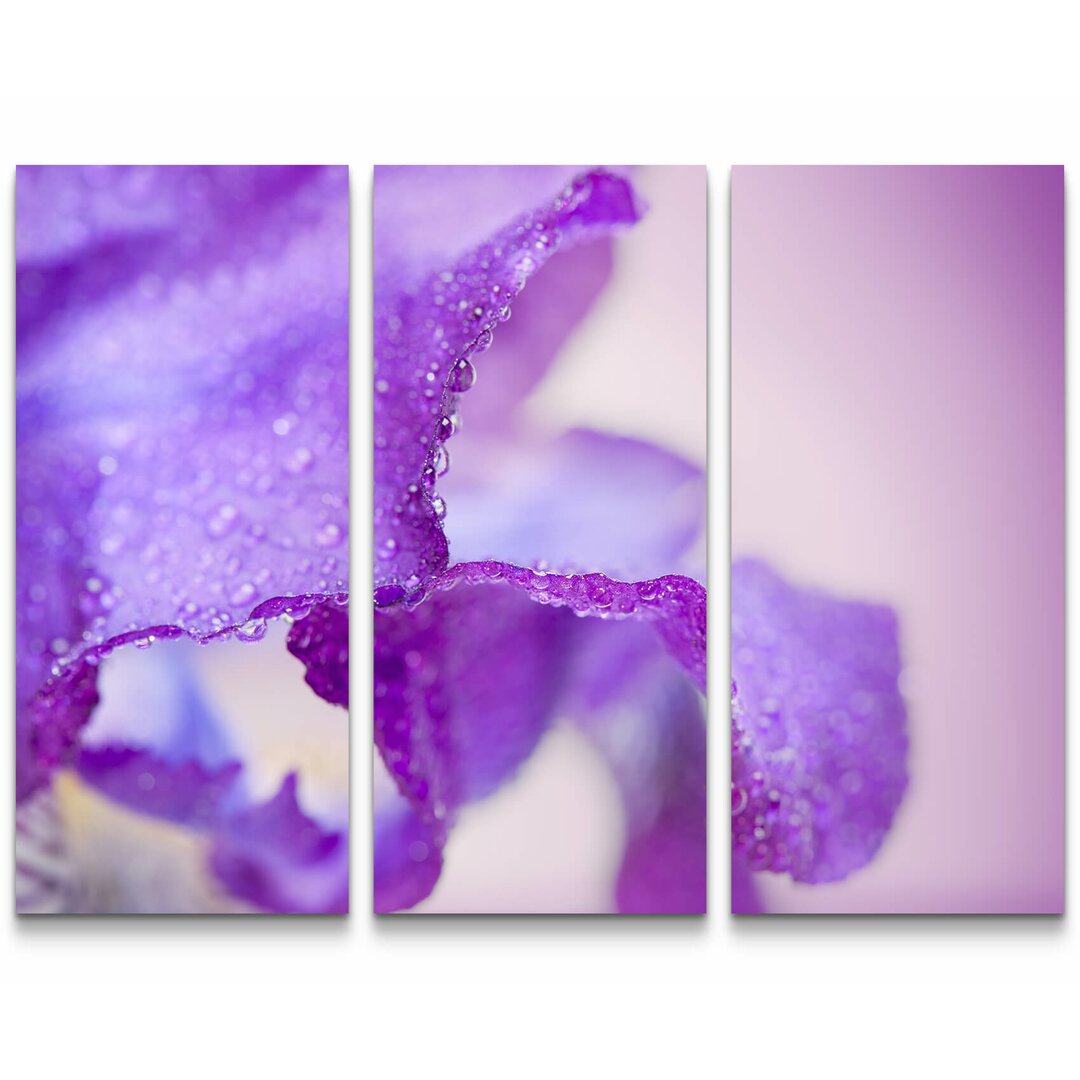 3-tlg. Leinwandbilder-Set Lila Iris mit Wassertropfen