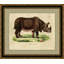 Rhinocerous Indicus Print