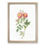 Pink Queen Elizabeth's Sweetbriar Rose by Pierre-Joseph Redoute - Picture Frame Painting Print-55583862-55583863