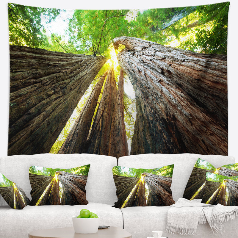 Photographie sequoia tree tapestry, H 50 po x l 60 po