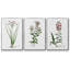 " Rose Botanical I " 3 - Pieces-91891241-91891239