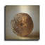 «Oak Pods 5» par Jessica Rogers-2462004