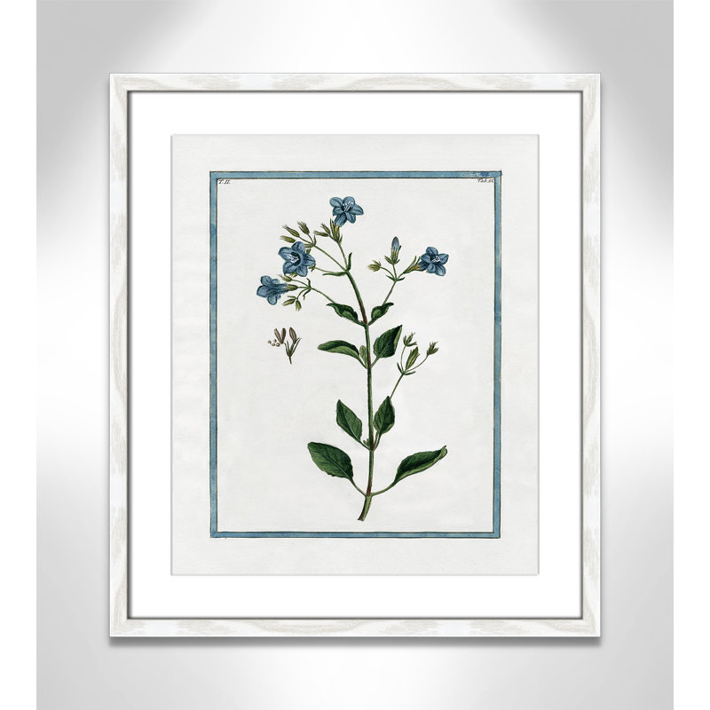 Colombe Shabby Elegance Botanical II - Framed Art, 16" W x 19" H, White Framed