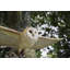 Statue de vol hibou grange