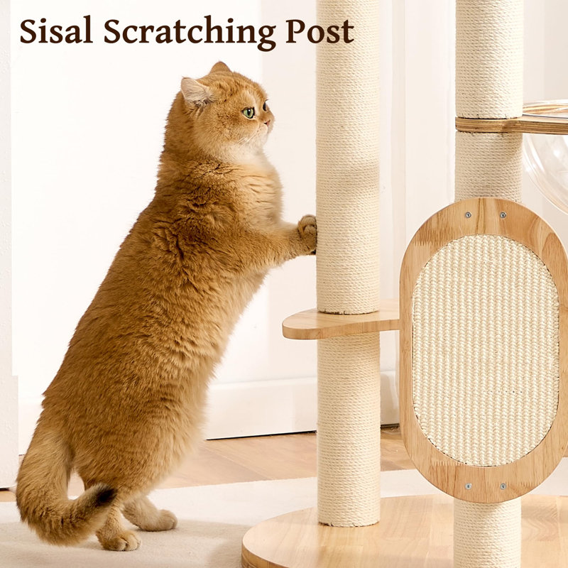 Petite tour pour arbre à chat moderne en bois massif avec poteau à griffer pour l'intérieur, tour multifonctionnelle pour arbre à chat avec lit, capsule d'espace, hamac, planche à gratter, boule pendante