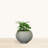 Josellyn ECOBO EcoFriendly Round Pot Planter, Heliconia Indoor Outdoor use, Four Season Use-1219104061-1223893878