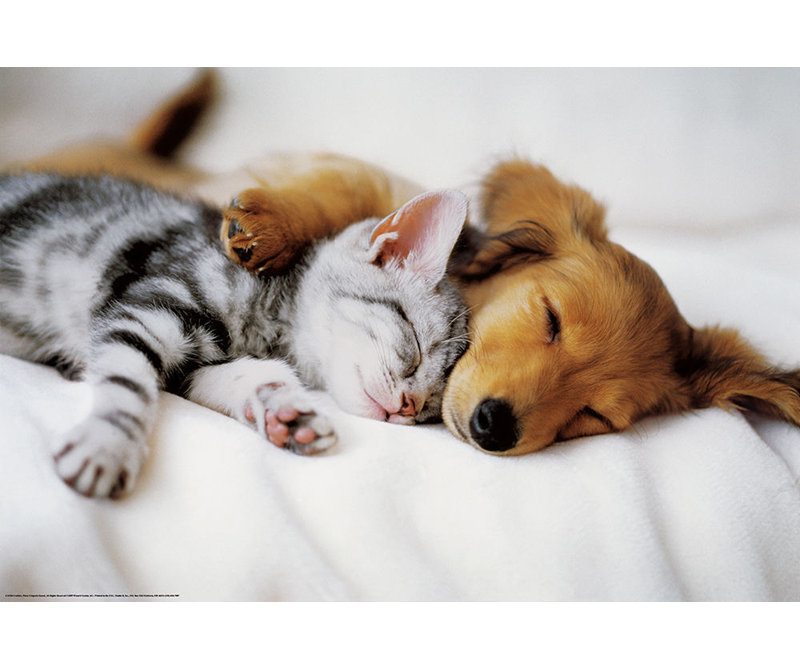  Officiellement sous licence «Cuddles Puppy and Kitten», affiche d'art - 24 x 36 po - reproduction décorative - papier affiche - prête à encadrer