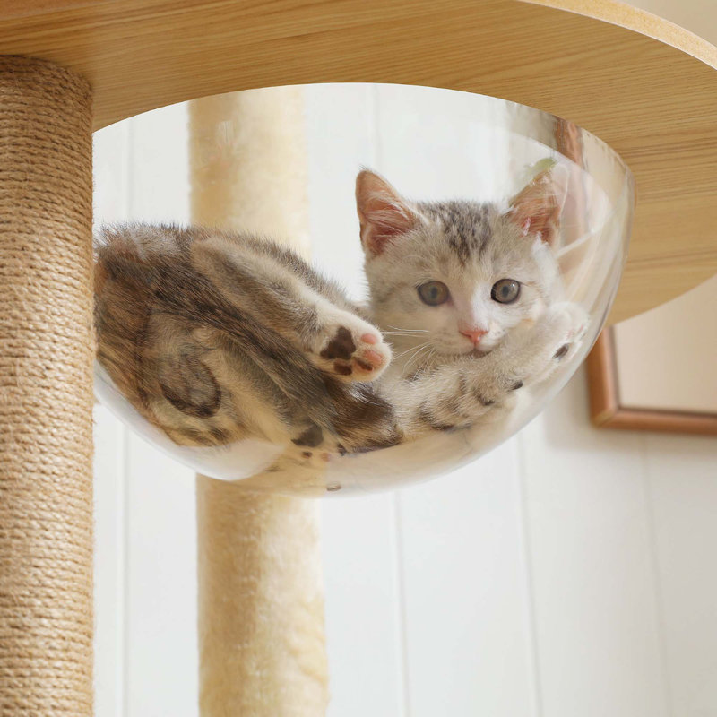 Tour à chat en bois avec nids en acrylique, centre d'activités à plusieurs niveaux avec poteaux à griffer, maisonnette et grand perchoir pour chats