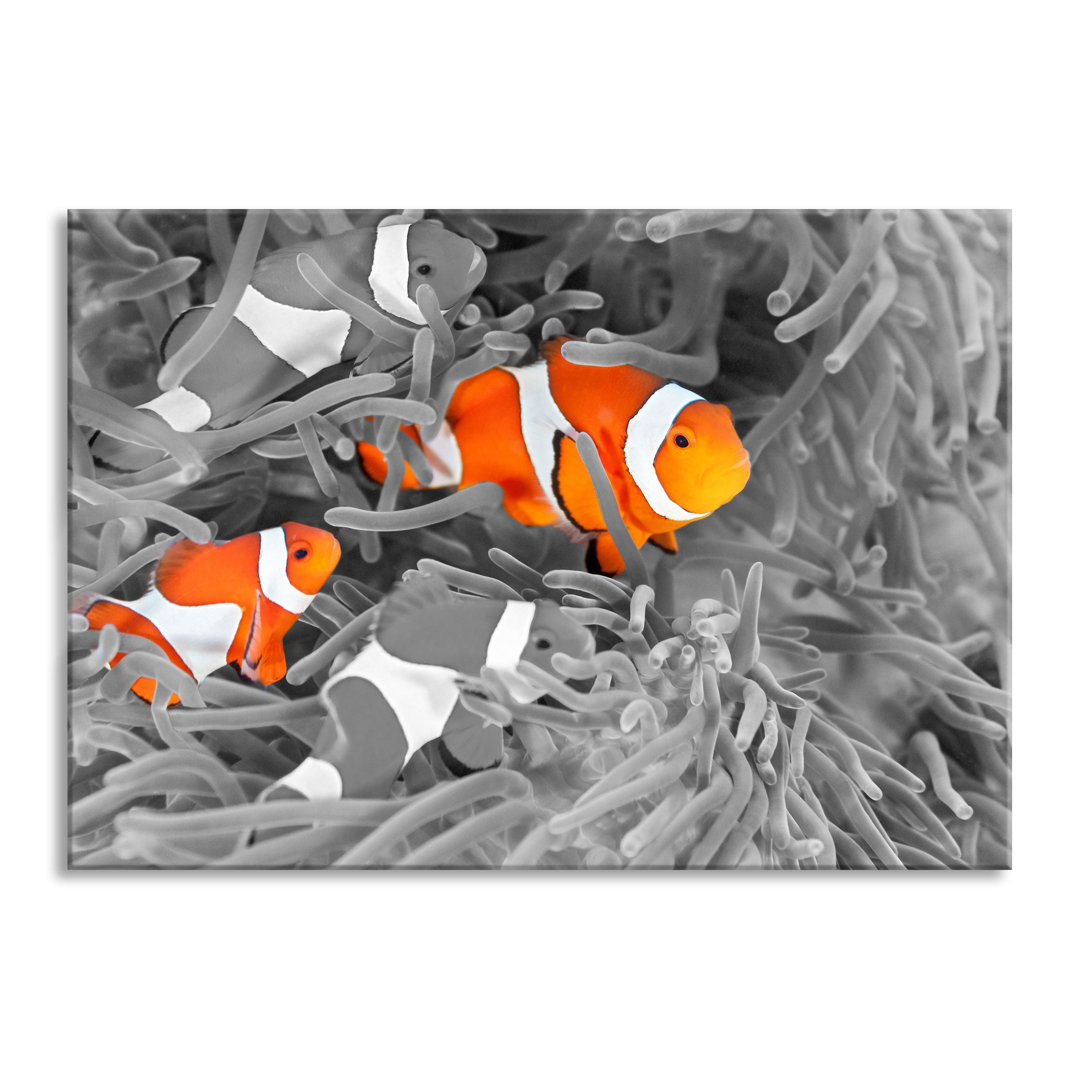 Glasbild _ Wandbild Auf Echtglas _ Süße Clown Fische In Anemone _ Inkl. Aufhängung Und Abstandshalter_LFs7595