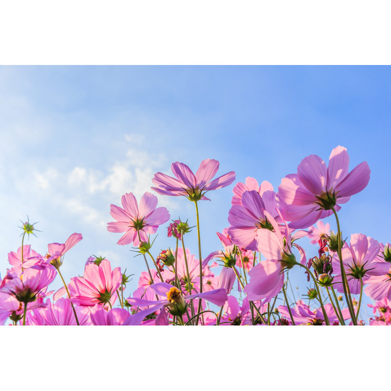 The Cosmos Flower - Wrapped Canvas Print, 30cm H x 46cm W