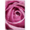 Flowers Photo 12'' x 12'' Satin Ceramic Decorative Mural