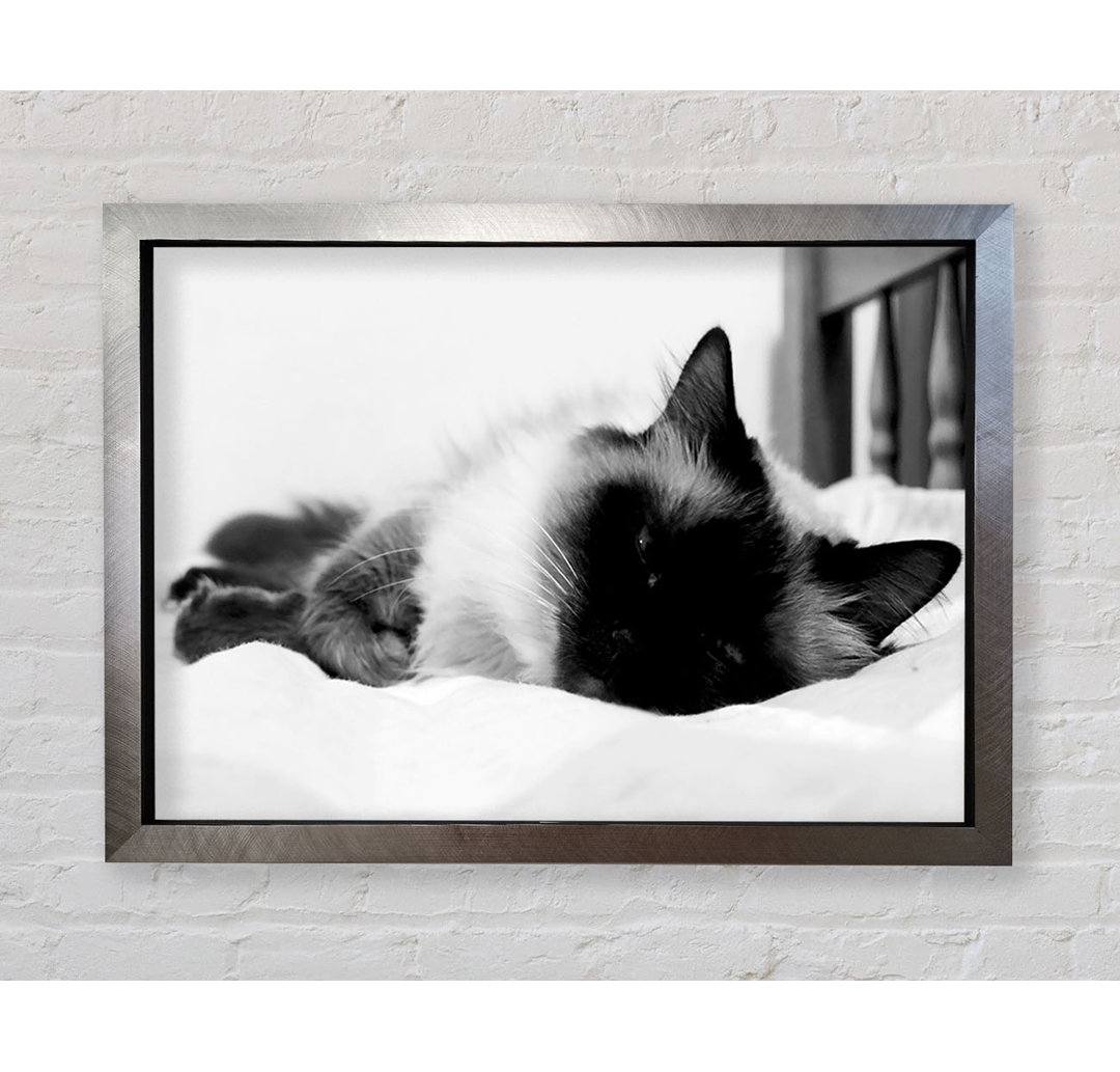 Its A Cats Life B N W - Einzelne Bilderrahmen Kunstdrucke