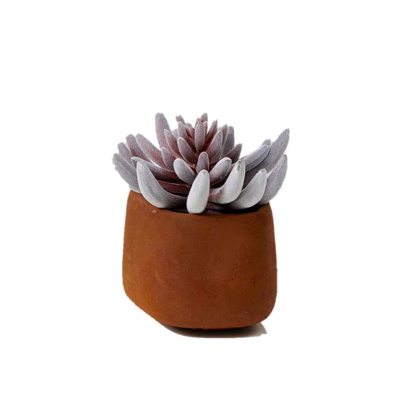 Mini plante de succulent pour bureau senecio