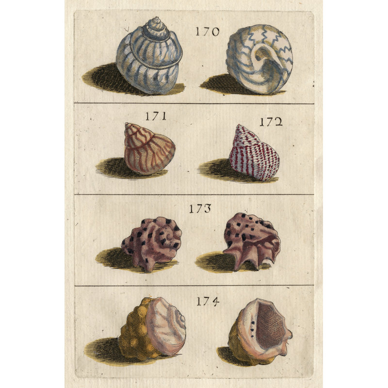 Shell Collection IV - Wrapped Canvas Print, 76cm H x 51cm W x 3.8cm D