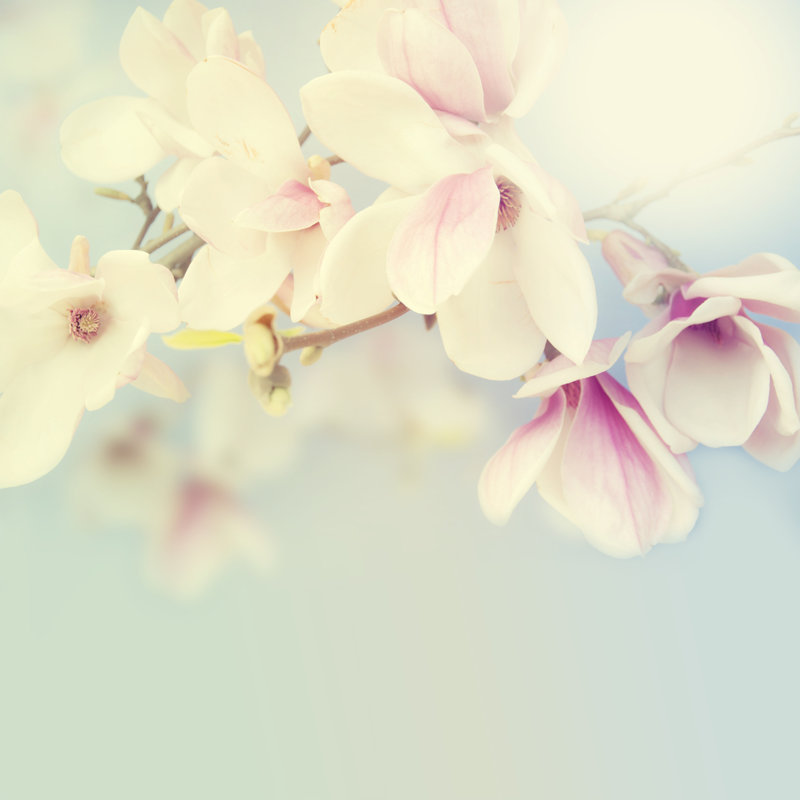 Magnifique magnolia sur fond de ciel par Stockimagegroup, H 30 po x l 30 po