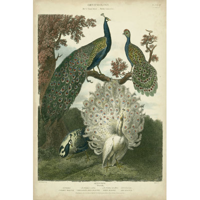 " Peacock Gathering " by Sydenham Edwards