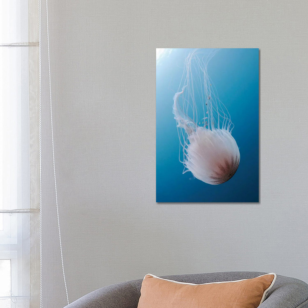 Sea Nettle Jellyfish In Atlantic Ocean II by Karen Doody - Wrapped Canvas Gallery-Wrapped Canvas Giclée