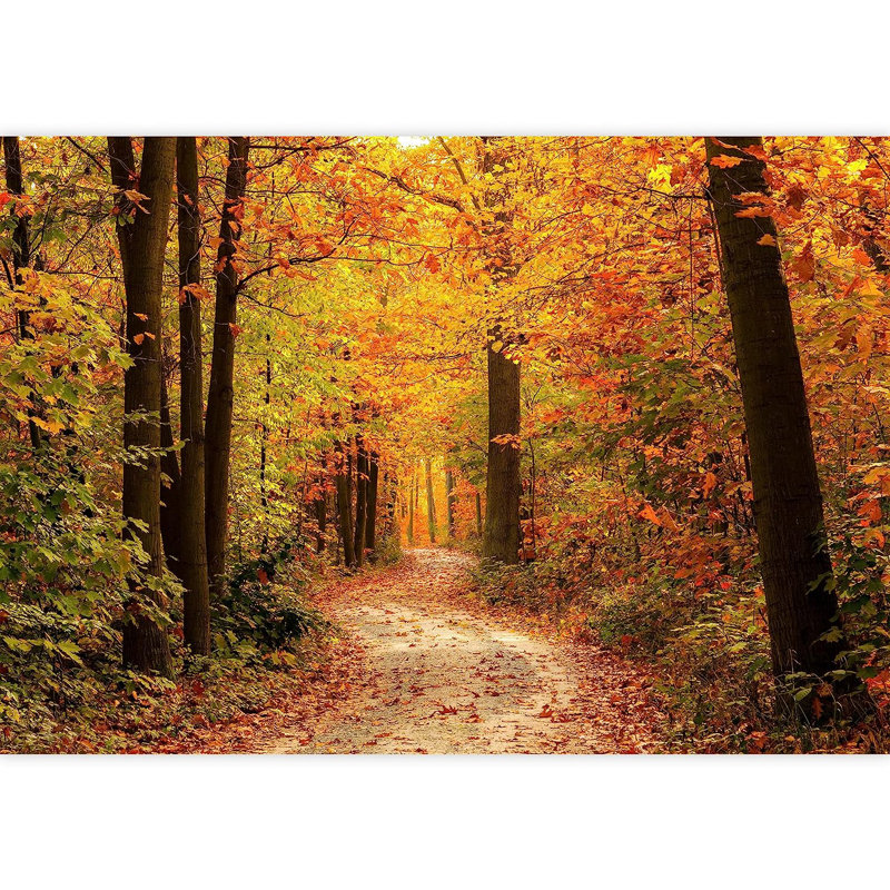 Peel & Stick Border, 66" L x 96" W