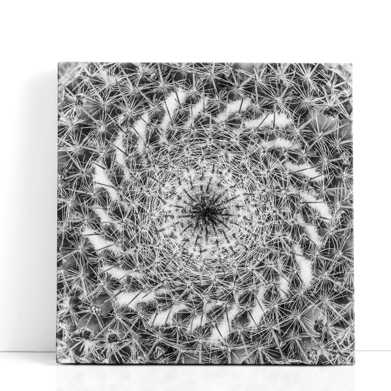 Cactus gros plan - reproduction d'art sur toile, H 30 po x l 30 po