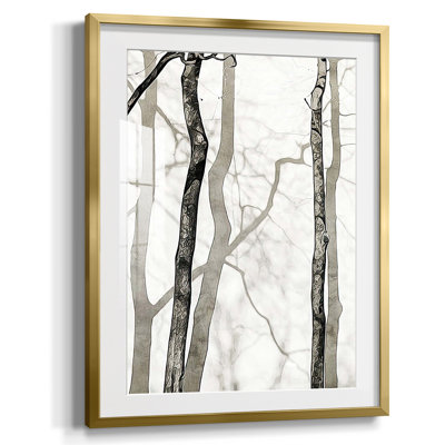 Shadowed Tree Trunks II Framed Print