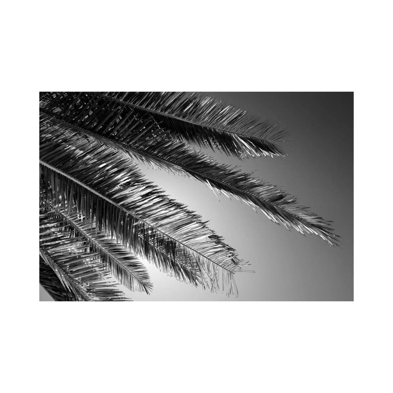 Palm by Philippe Hugonnard - Wrapped Canvas Print, 20.32 cm H x 30.48 cm W