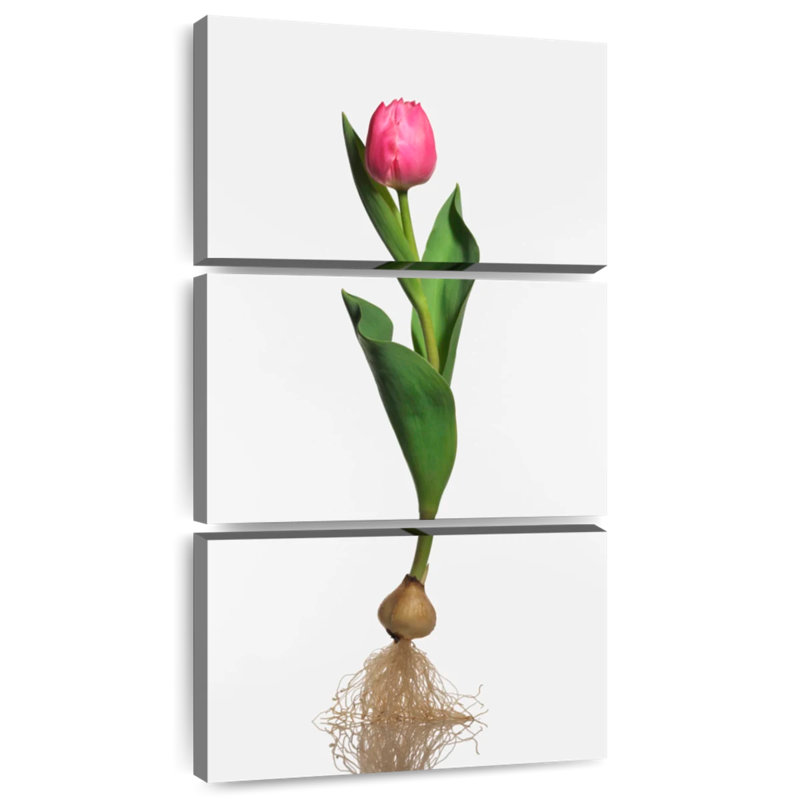 Ampoule de jardin tulipe, H 27 po x l 12 po