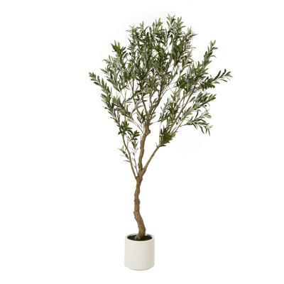 Andaiye Plant in Pot
