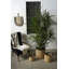 Camella Pot Planter - Set of 3