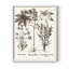 Sépia Besler Botanicals VI, reproduction encadrée - bois massif-2076458286-2076458287