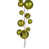 Citron