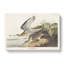 Bartram Sandpiper Birds by John Audubon - Wrapped Canvas Painting-55304581