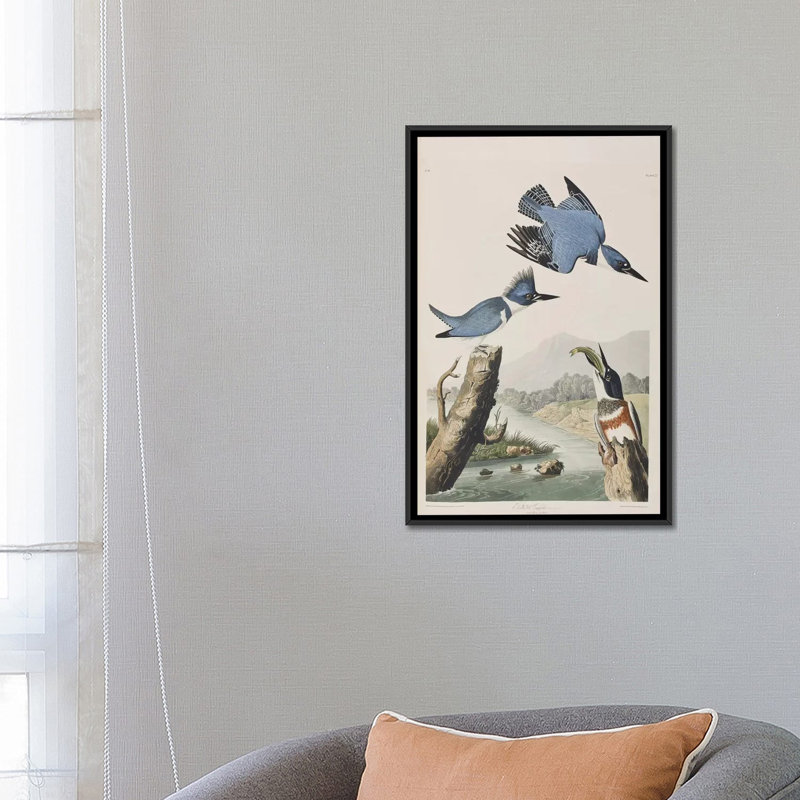 « belted kingfisher », impression sur toile, H 26 po x l 18 po x P 1,5 po, Toile avec cadre noir, Pas de tapis